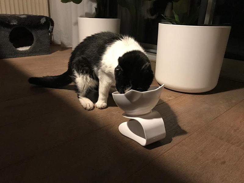 Non-Slip Double Cat / Dog Bowl With Stand